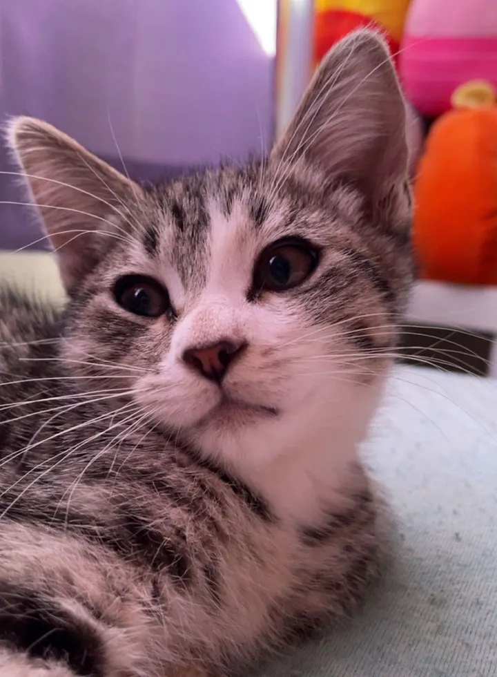 A close-up of Juni, a grey and white tabby kitten, looking just past the camera with large, dark eyes and a neutral expression.