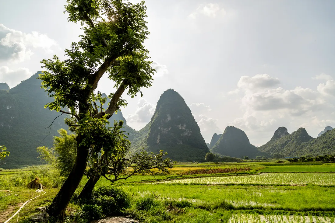 A sunlit, leafy tree in the left foreground overlooks a vibrant landscape of green rice paddies, from which the iconic, sheer-sided karst mountains of South China rise dramatically under a partly cloudy sky.